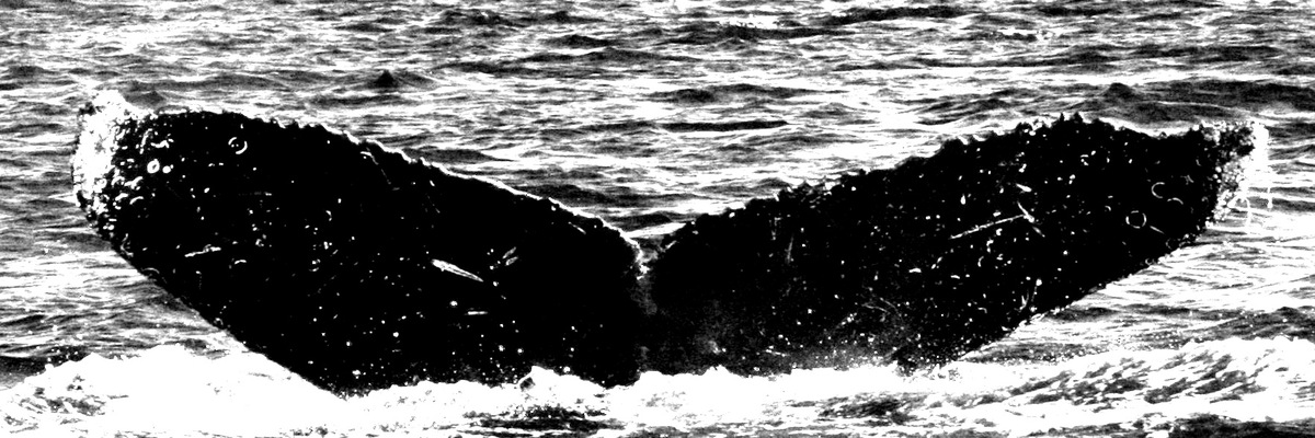 Fluke of CRC-15236