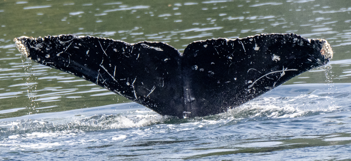 Fluke of Squid (BC)