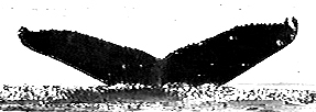 Fluke of Aliasing aka Galeopsis or Deception (FS)