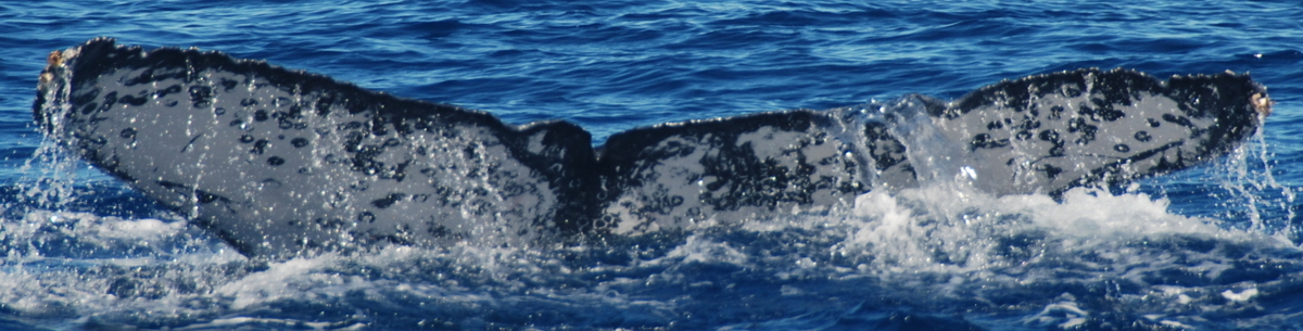 Fluke of CRC-13609
