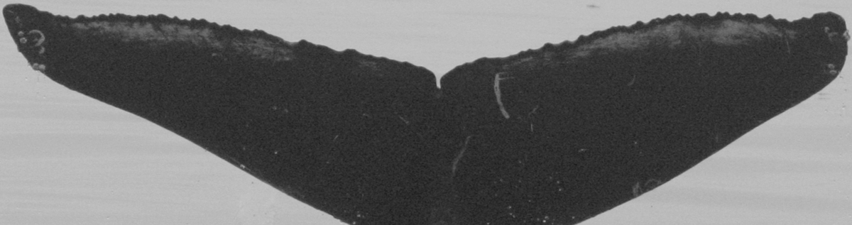 Fluke of Chandrasekhar aka SyZyGy (FS)