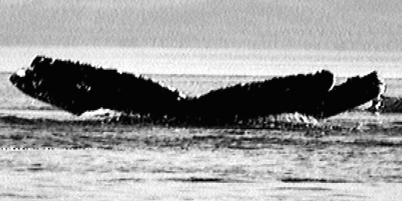 Fluke of Big Momma (FS)