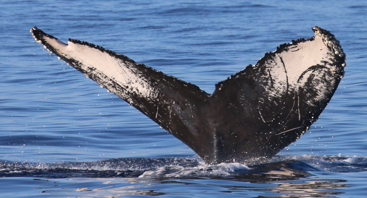 Fluke of BlunderBus (FS)