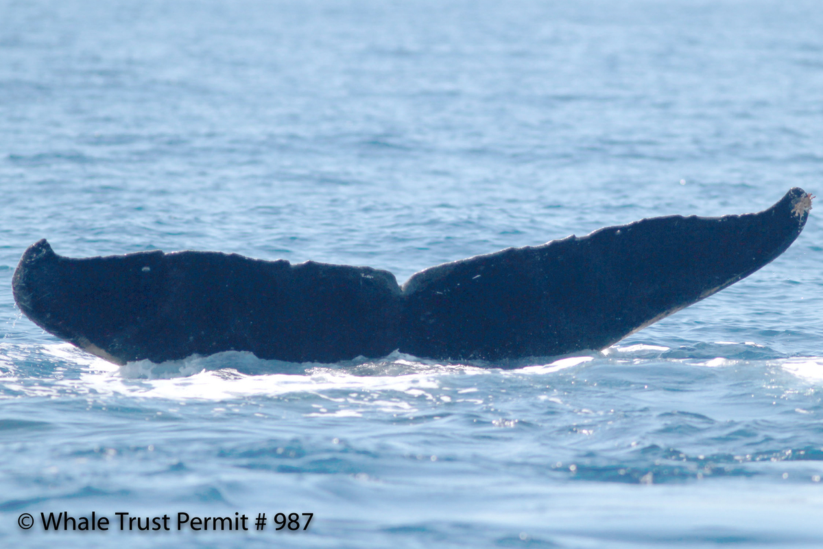 Fluke of CRC-13591