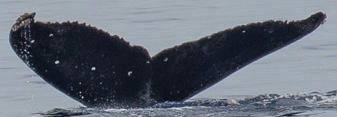 Fluke of Prop Scar (BC)