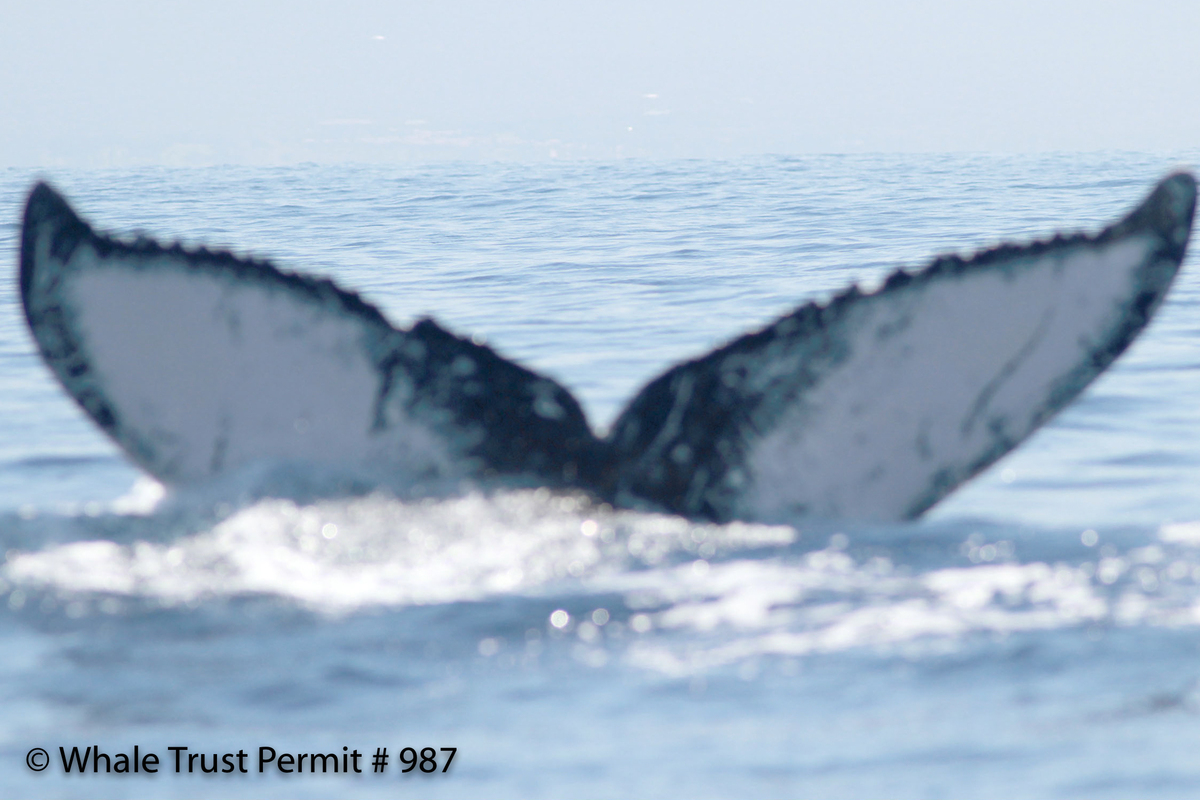 Fluke of HI12-0051