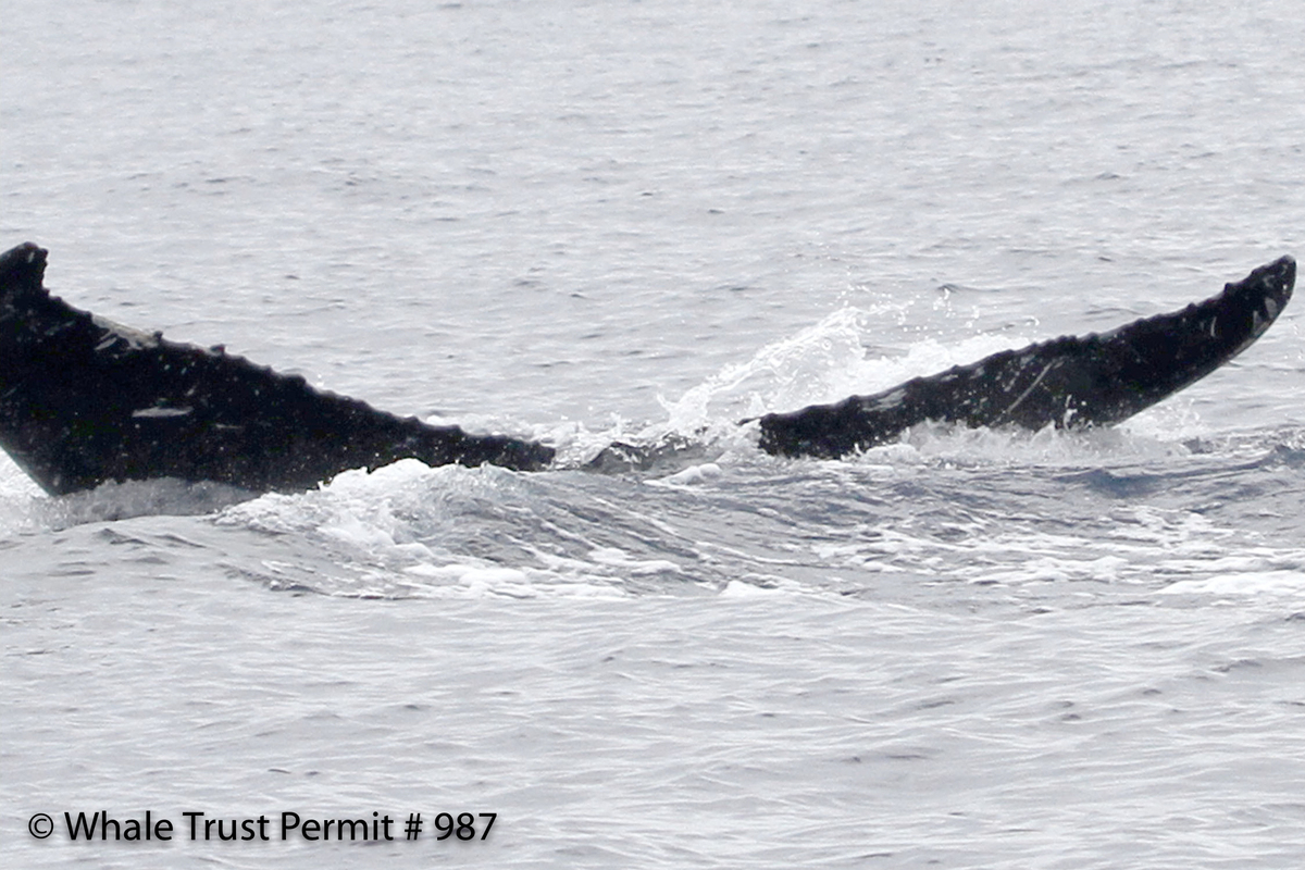 Fluke of HI12-0006