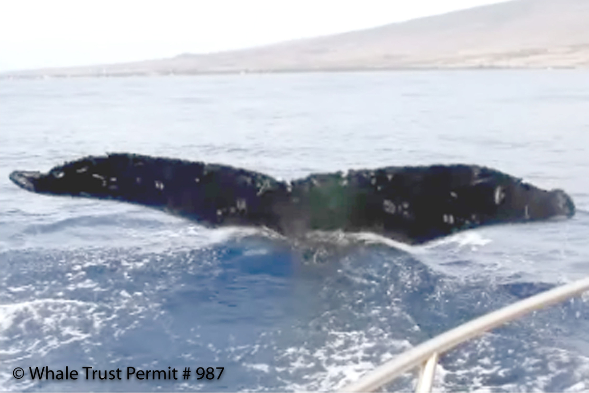 Fluke of HI12-0007