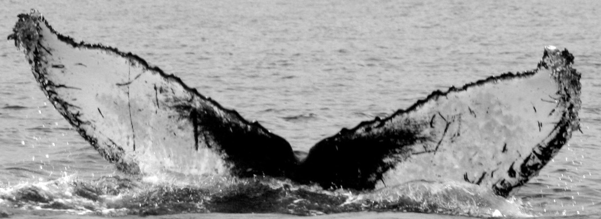 Fluke of CRC-12309