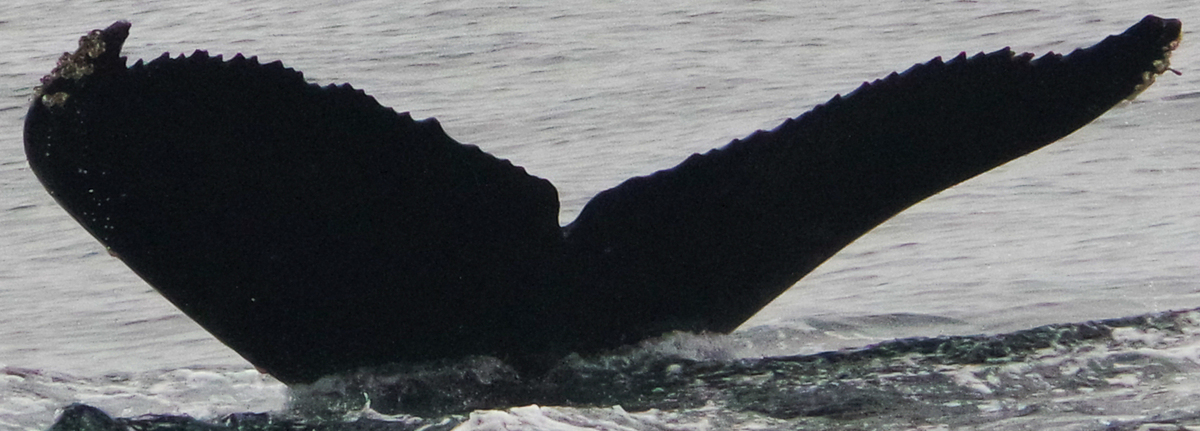 Fluke of CRC-19002