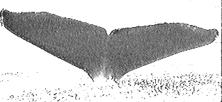Fluke of Collybia (FS)