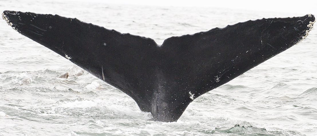 Fluke of CRC-11880