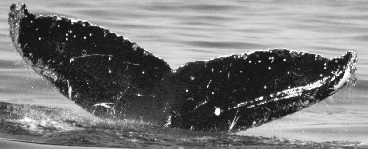 Fluke of CRC-10848