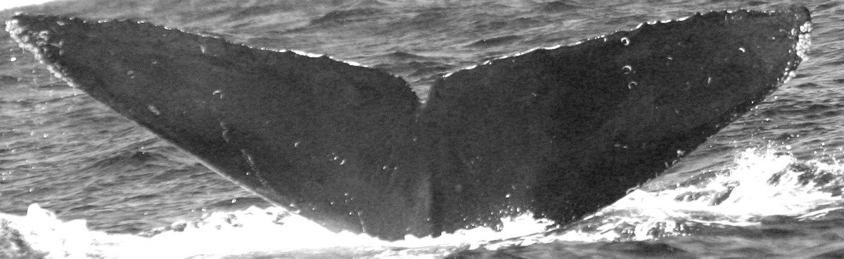 Fluke of CRC-15425