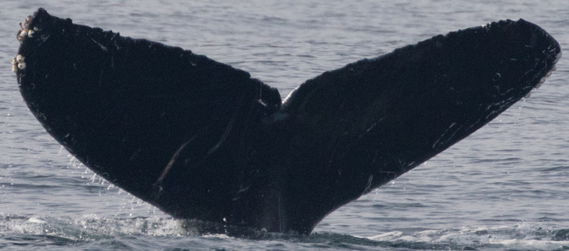 Fluke of CRC-11559