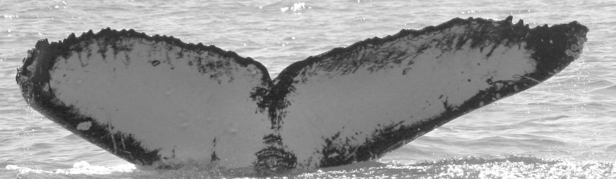 Fluke of CRC-13644