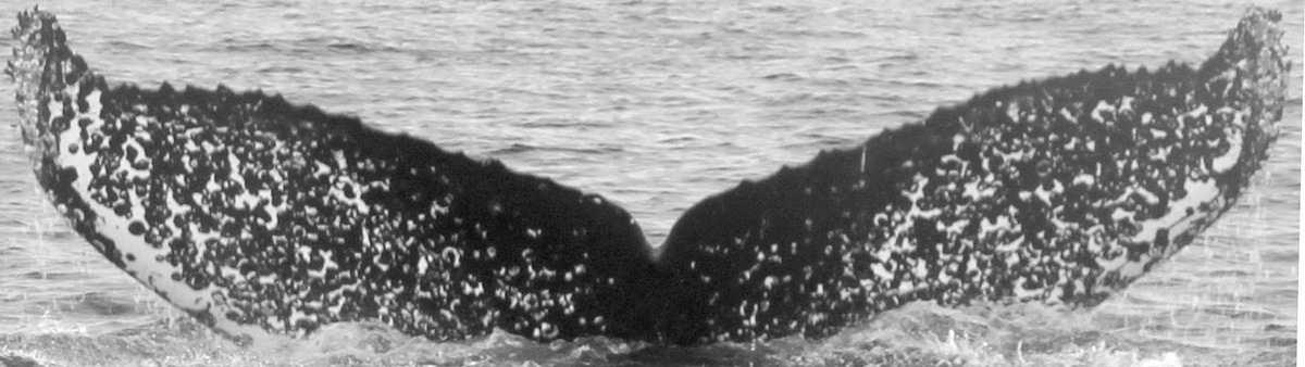 Fluke of CRC-12454