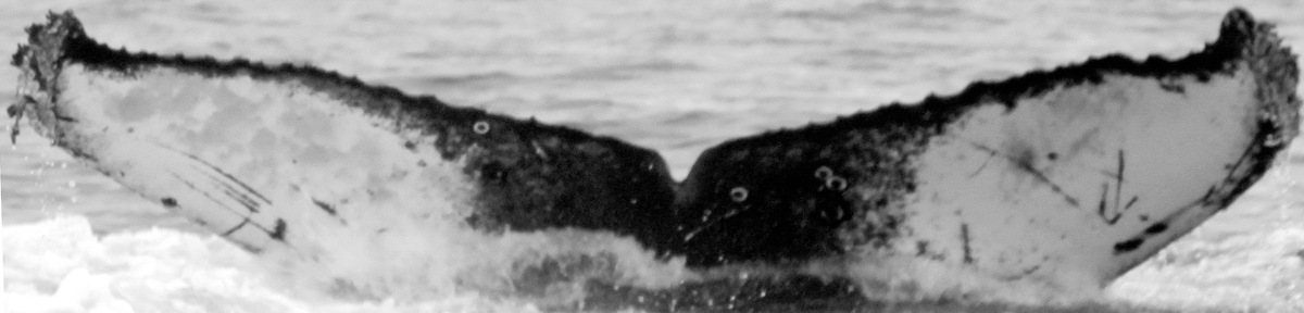 Fluke of CRC-15642