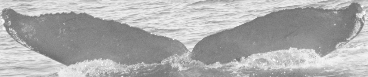 Fluke of CRC-11913