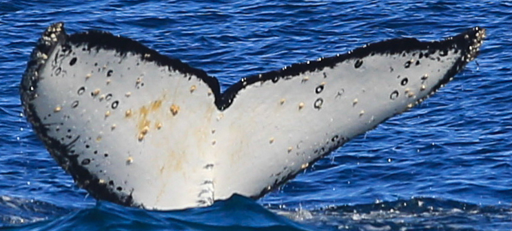 Fluke of Dina (Antarctica)