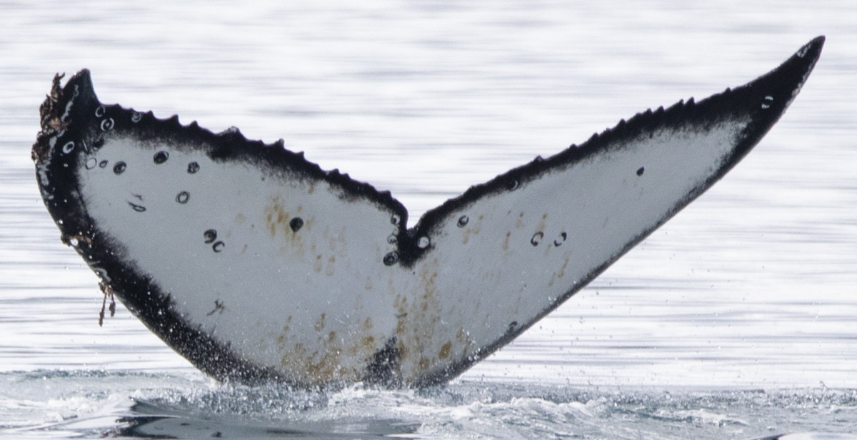 Fluke of FREDI (Antarctica)