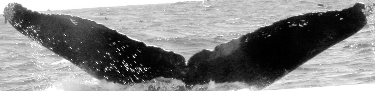 Fluke of Freya (California)