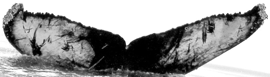 Fluke of CRC-15630