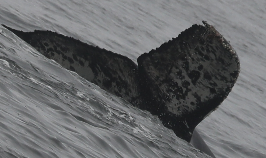 Fluke of CRC-19011