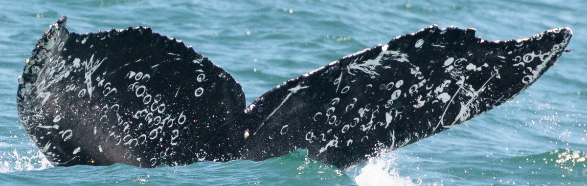 Fluke of CRC-18614