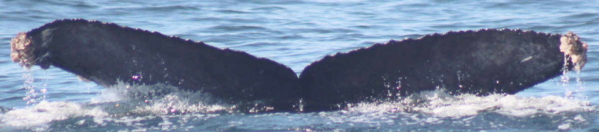 Fluke of CRC-19012