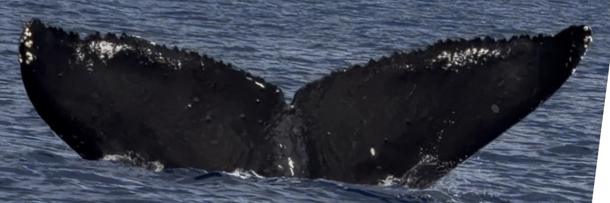 Fluke of Rumi (Hawaii)