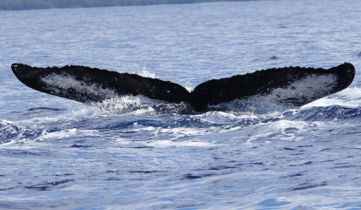 Fluke of PWF-NP_2439
