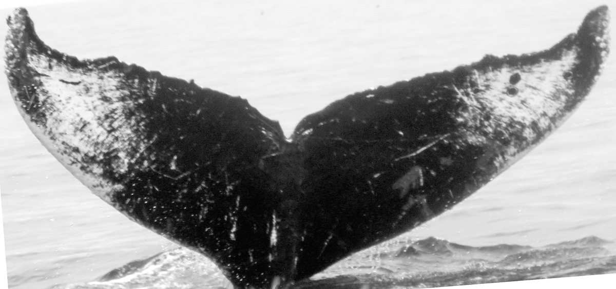 Fluke of CRC-10026