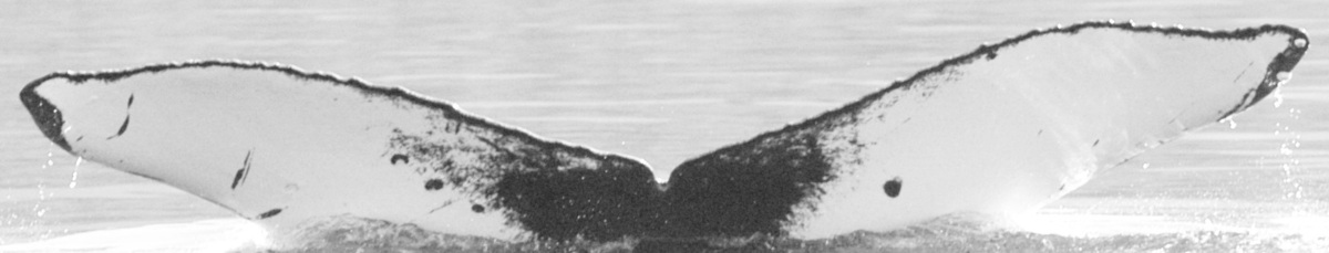 Fluke of Glare (BC)