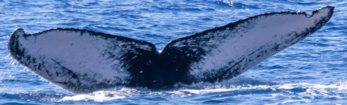 Fluke of Nacho (Hawaii)
