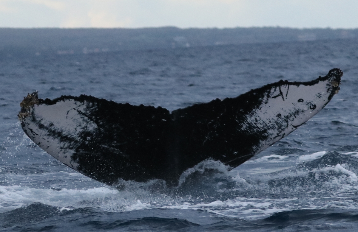 Fluke of Tanu (BC)