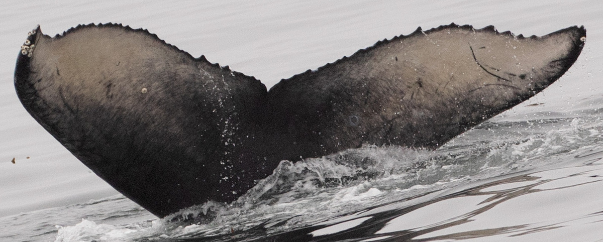 Fluke of 2019-2020 calf of CRC-12084