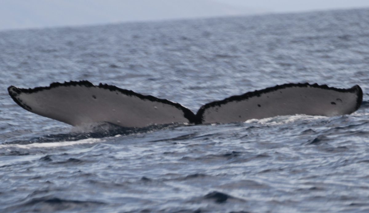 Fluke of PWF-NP_2621