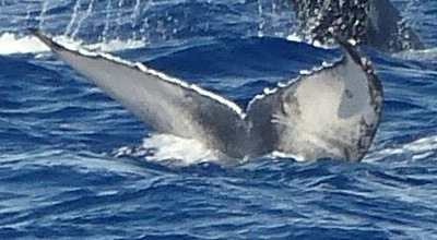 Fluke of PWF-NP_2604