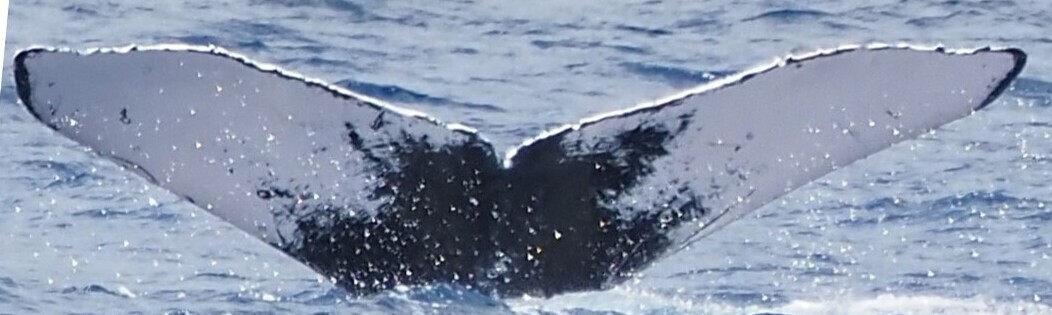Fluke of PWF-NP_2608
