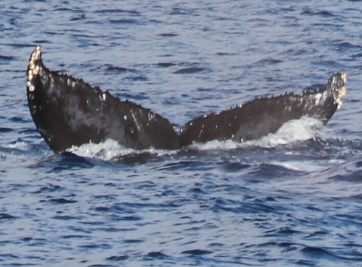 Fluke of BCX0931