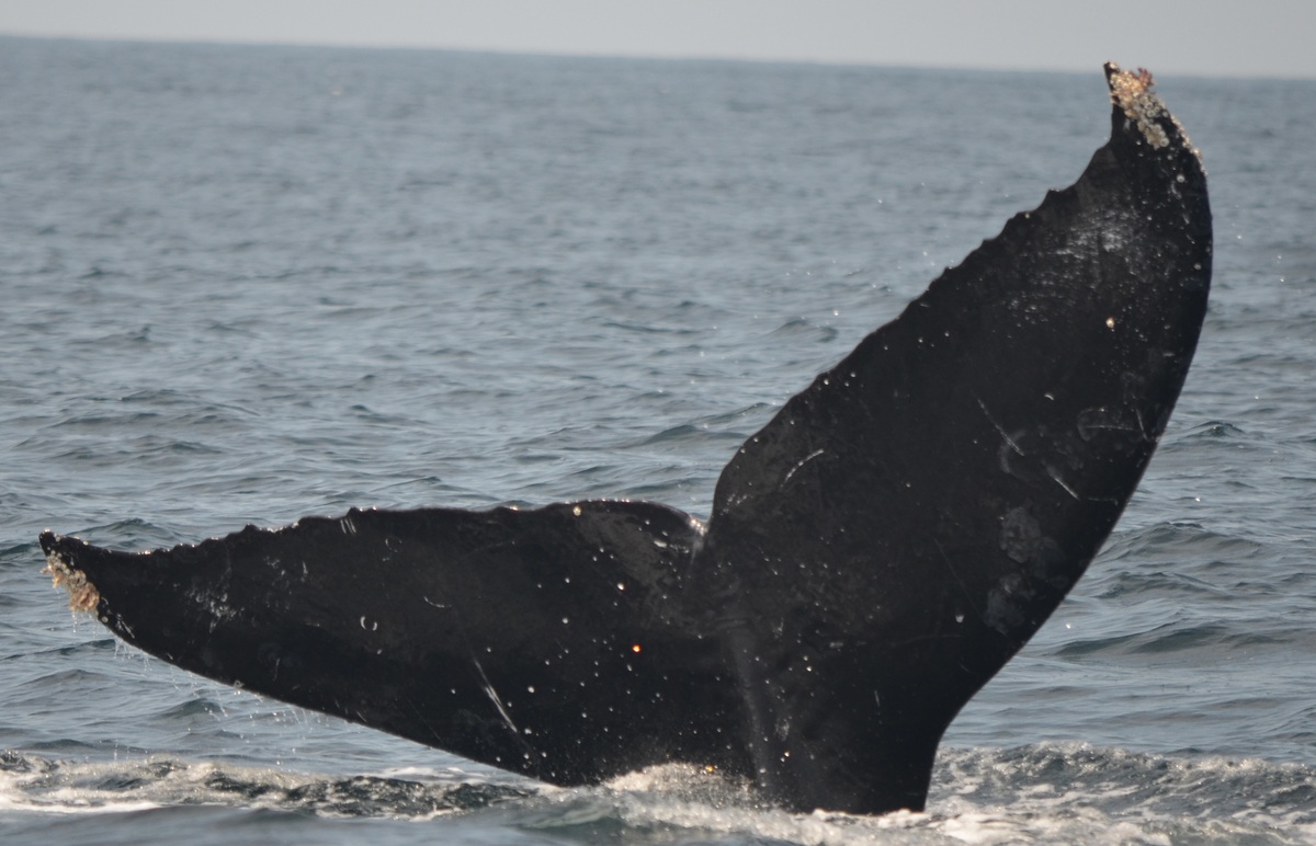 Fluke of CRC-11606