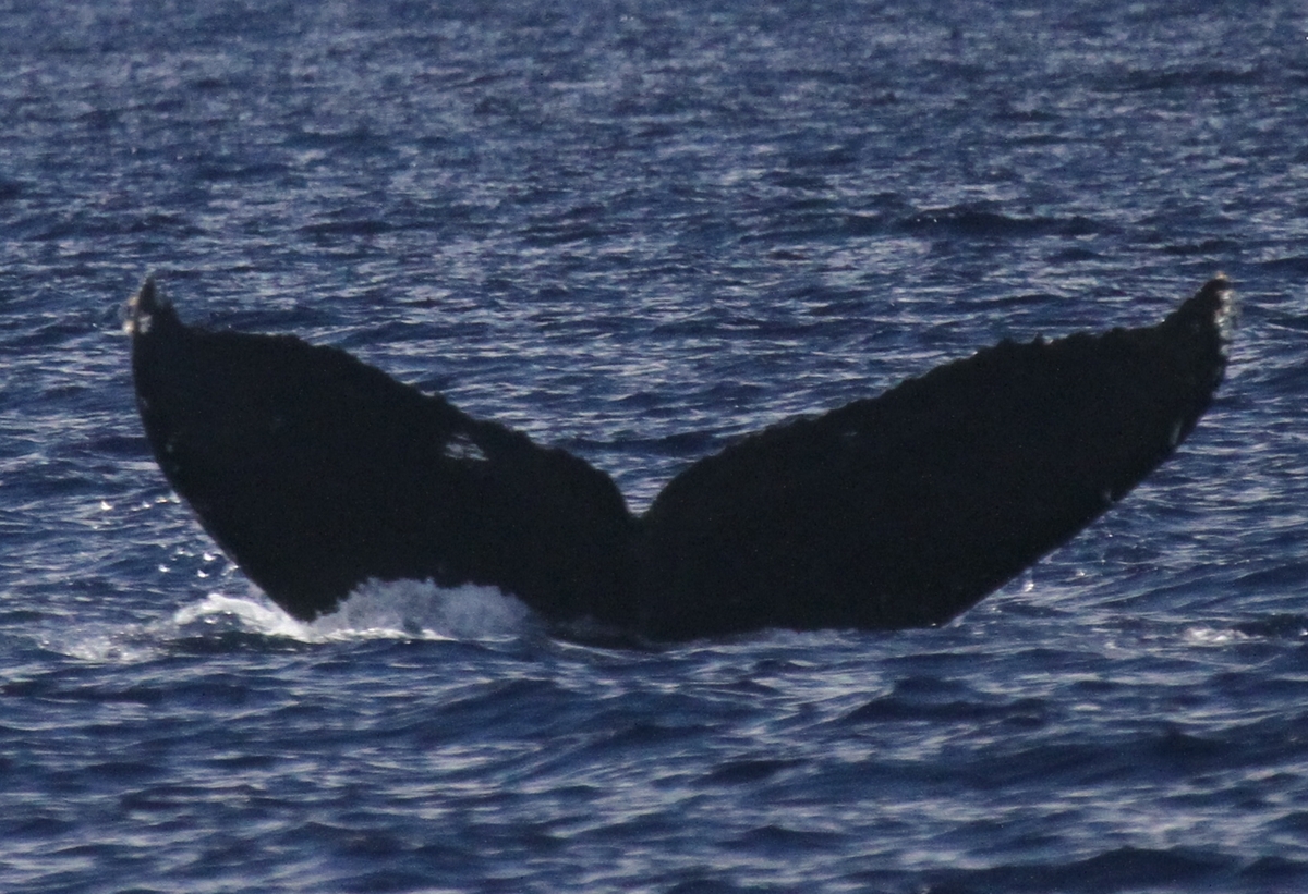 Fluke of Sessler (Hawaii)