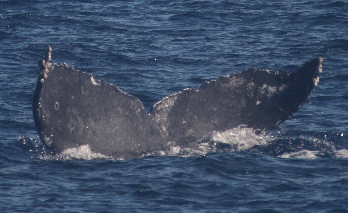 Fluke of CRC-18626