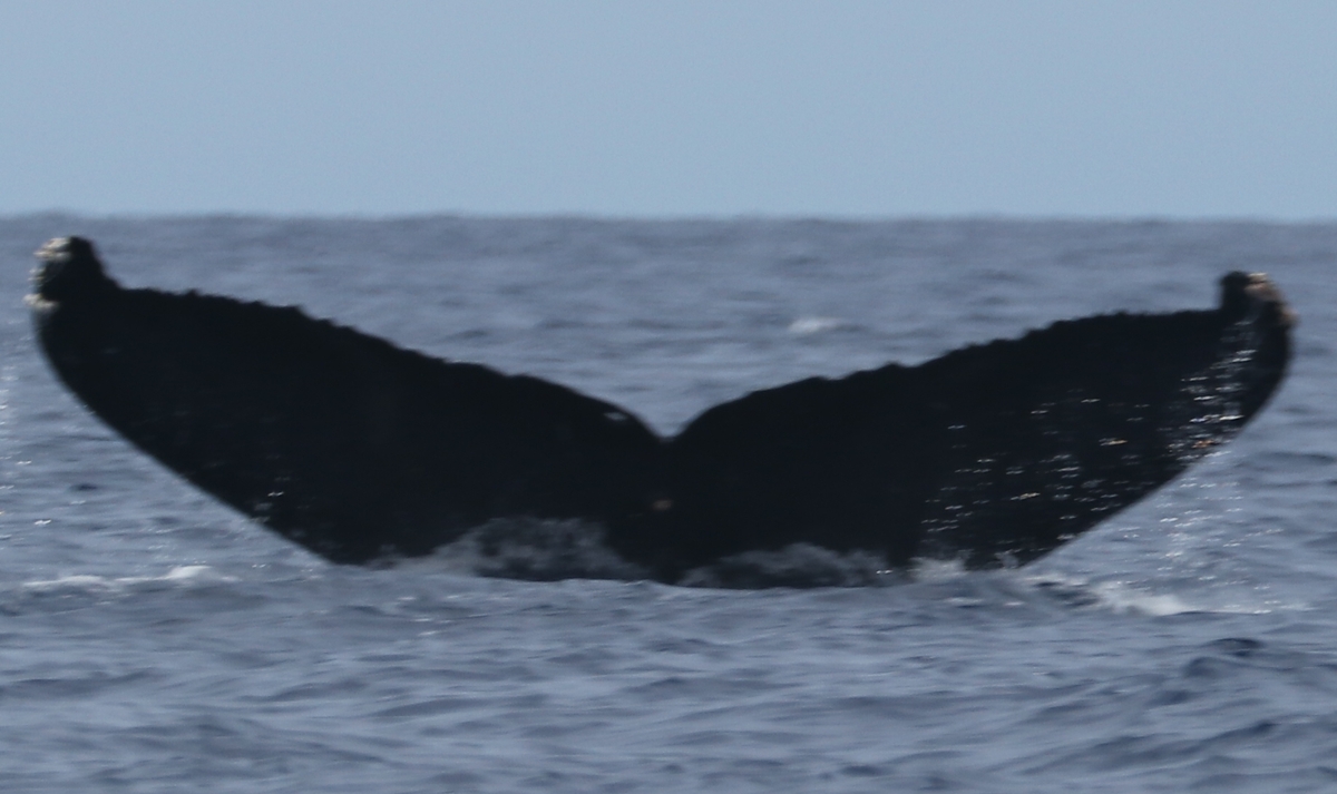 Fluke of PWF-NP_2675