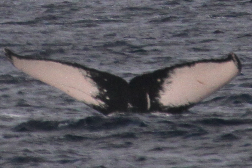 Fluke of PWF-NP_2671