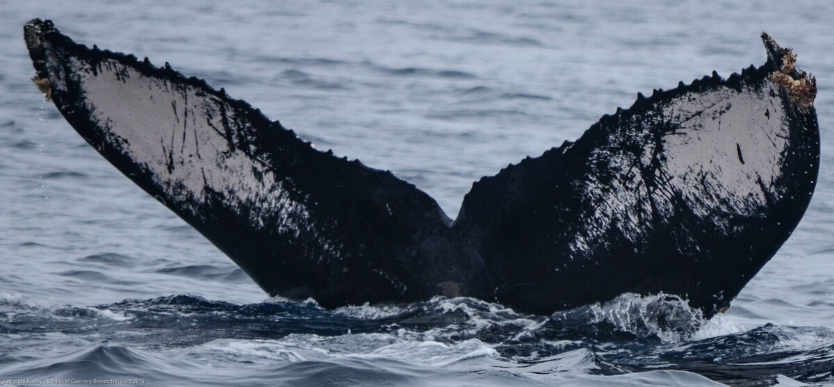 Fluke of CRC-11316