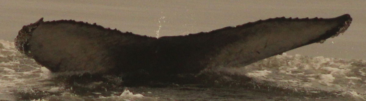 Fluke of Atlético (2019-2020 calf of CRC-13546)