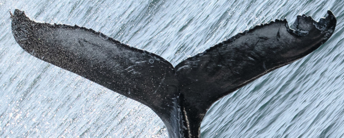 Fluke of CRC-19018