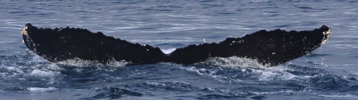 Fluke of CRC-18852